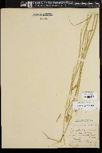 Carex longii image