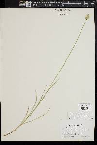 Carex longii image