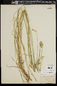 Carex longii image