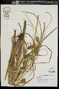 Carex louisianica image