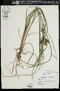 Carex louisianica image