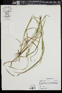 Carex louisianica image