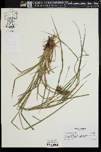 Carex louisianica image