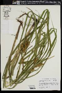 Carex lupuliformis image