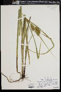 Carex lupuliformis image