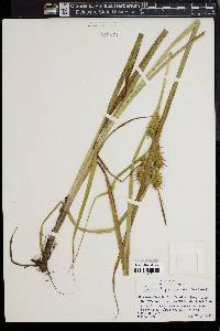 Carex lupuliformis image