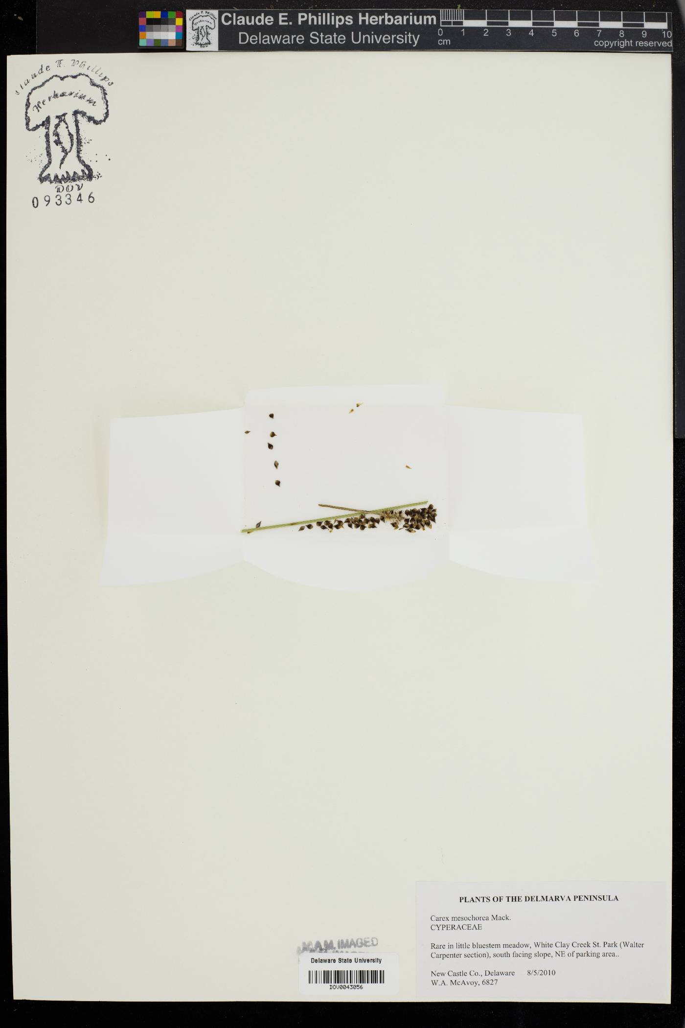 Carex mesochorea image