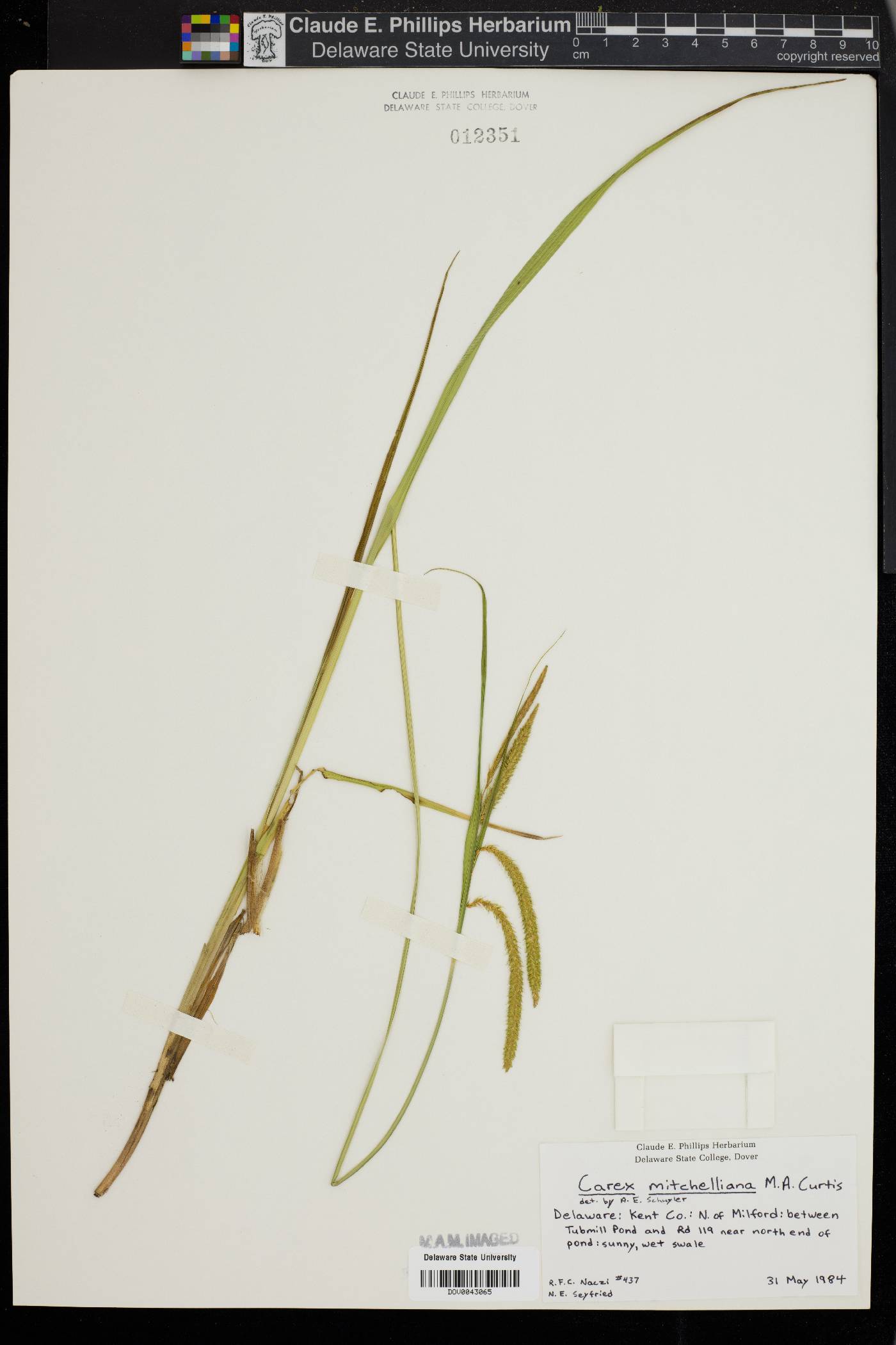 Carex mitchelliana image