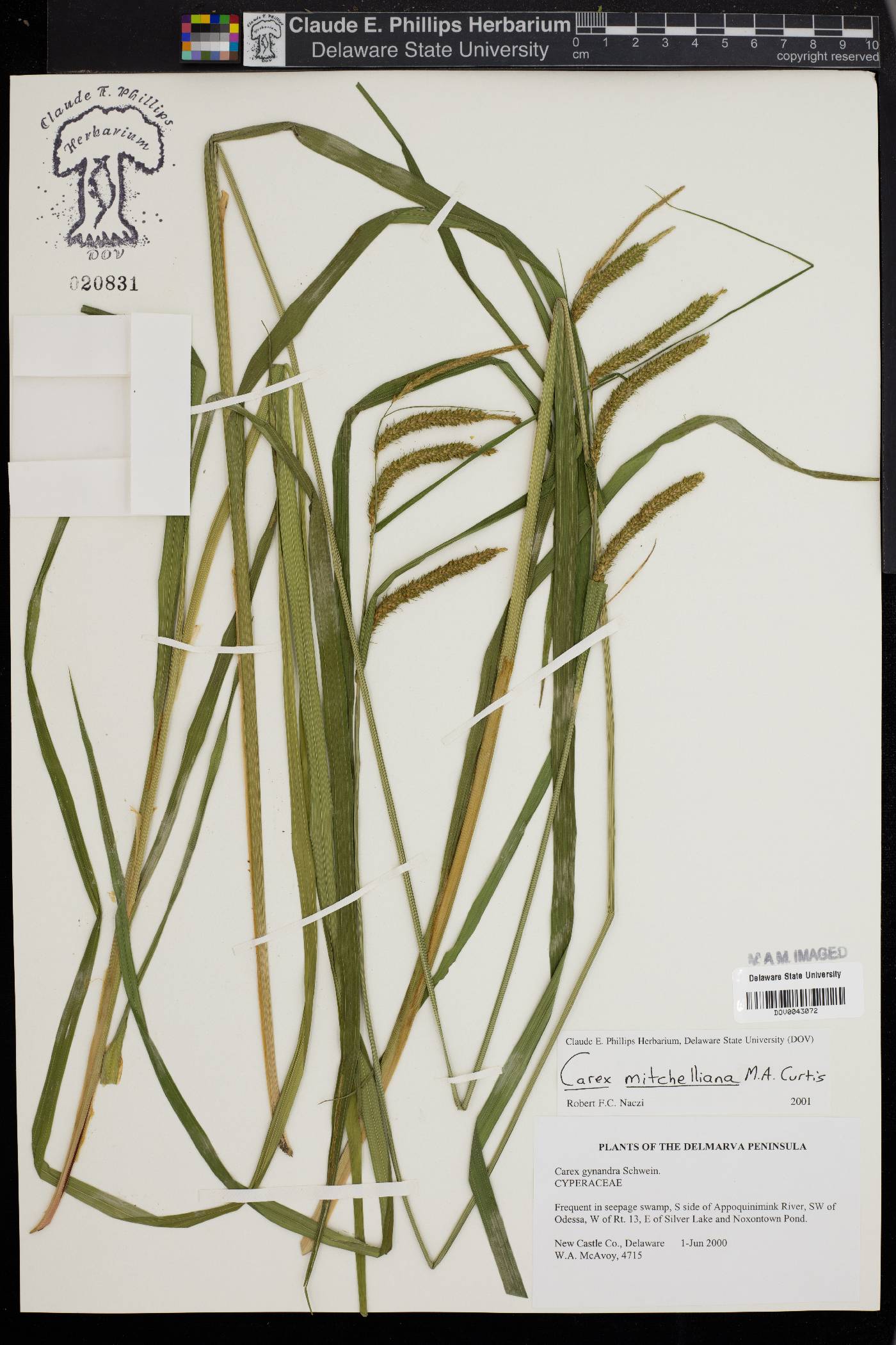 Carex mitchelliana image