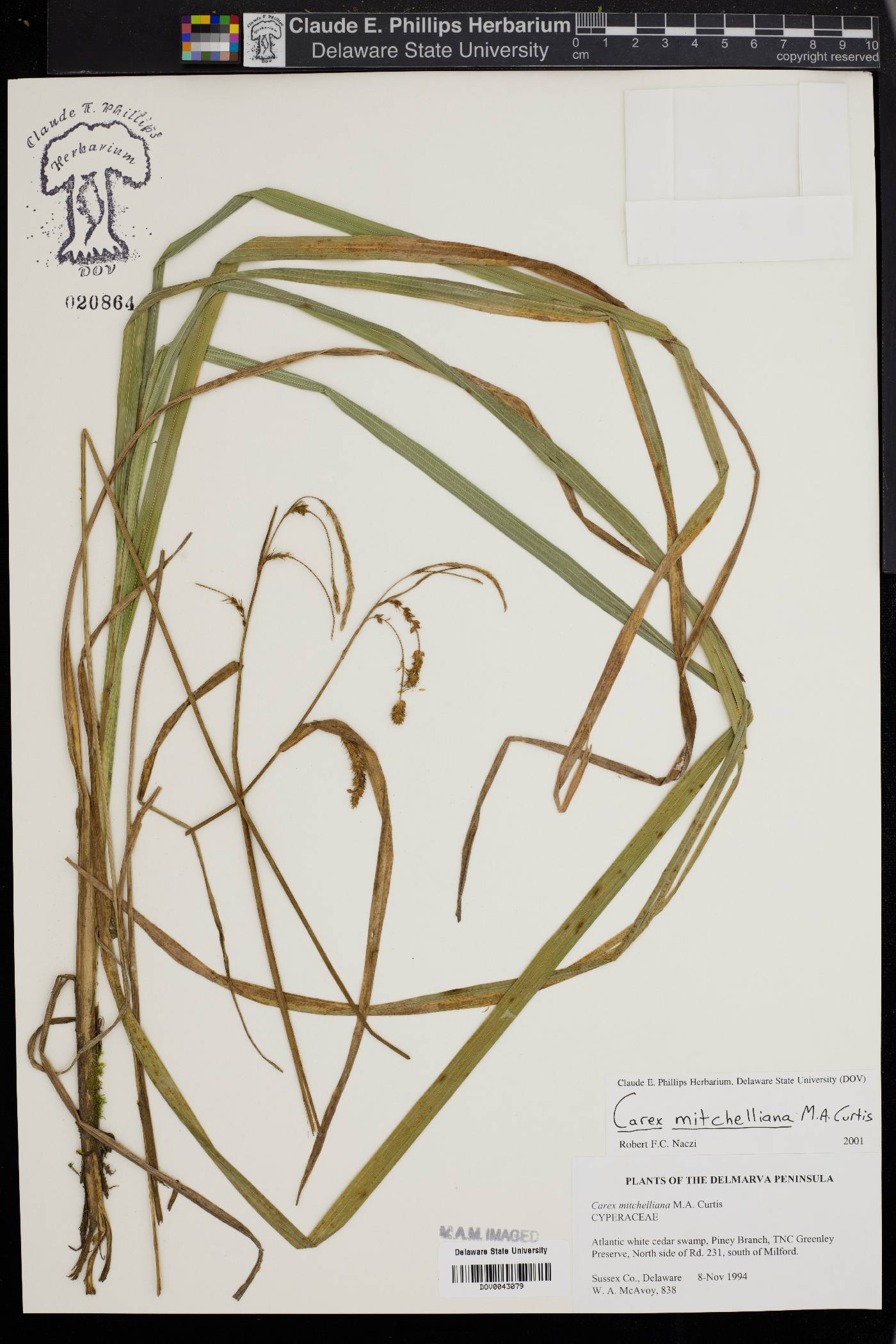 Carex mitchelliana image