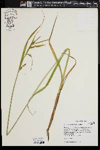 Carex mitchelliana image