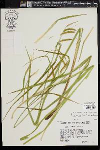 Carex mitchelliana image