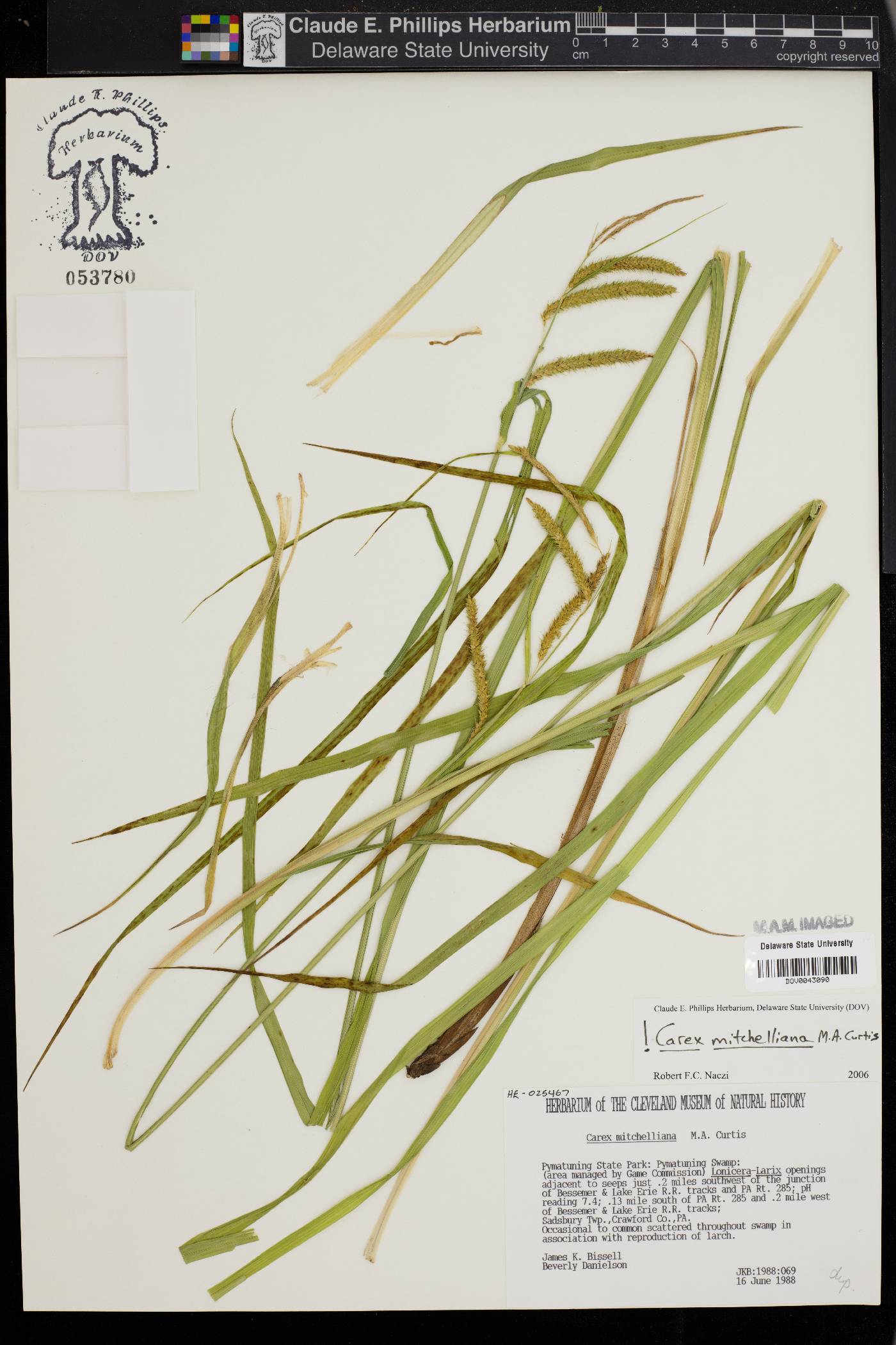 Carex mitchelliana image