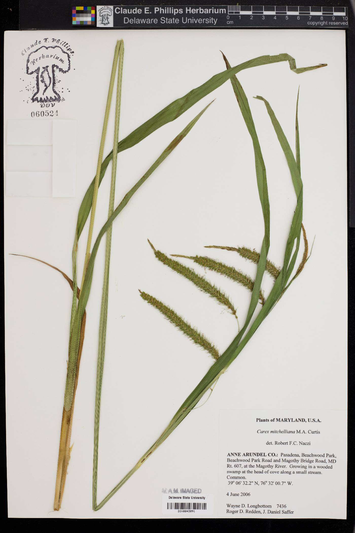 Carex mitchelliana image