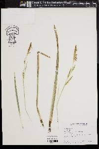 Image of Carex morrowii