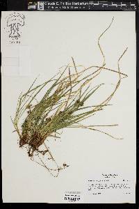 Carex nigromarginata image