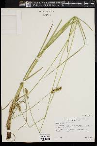 Carex normalis image