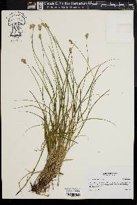 Carex normalis image