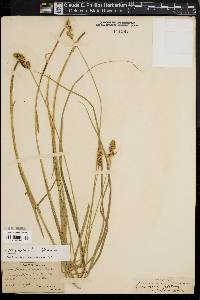 Carex normalis image