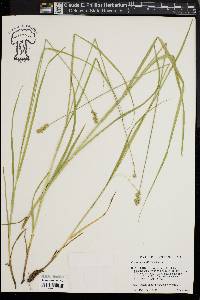 Carex normalis image