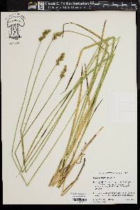 Carex normalis image