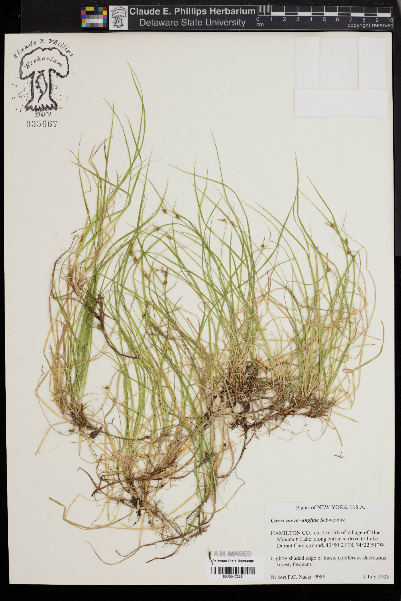 Carex novae-angliae image