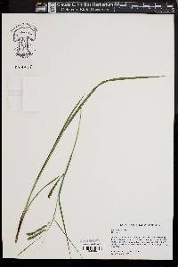 Image of Carex oblita
