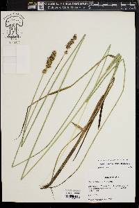 Carex oklahomensis image