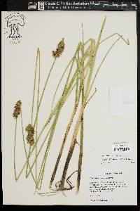 Carex oklahomensis image