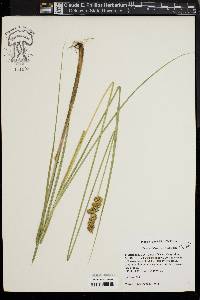 Carex oklahomensis image