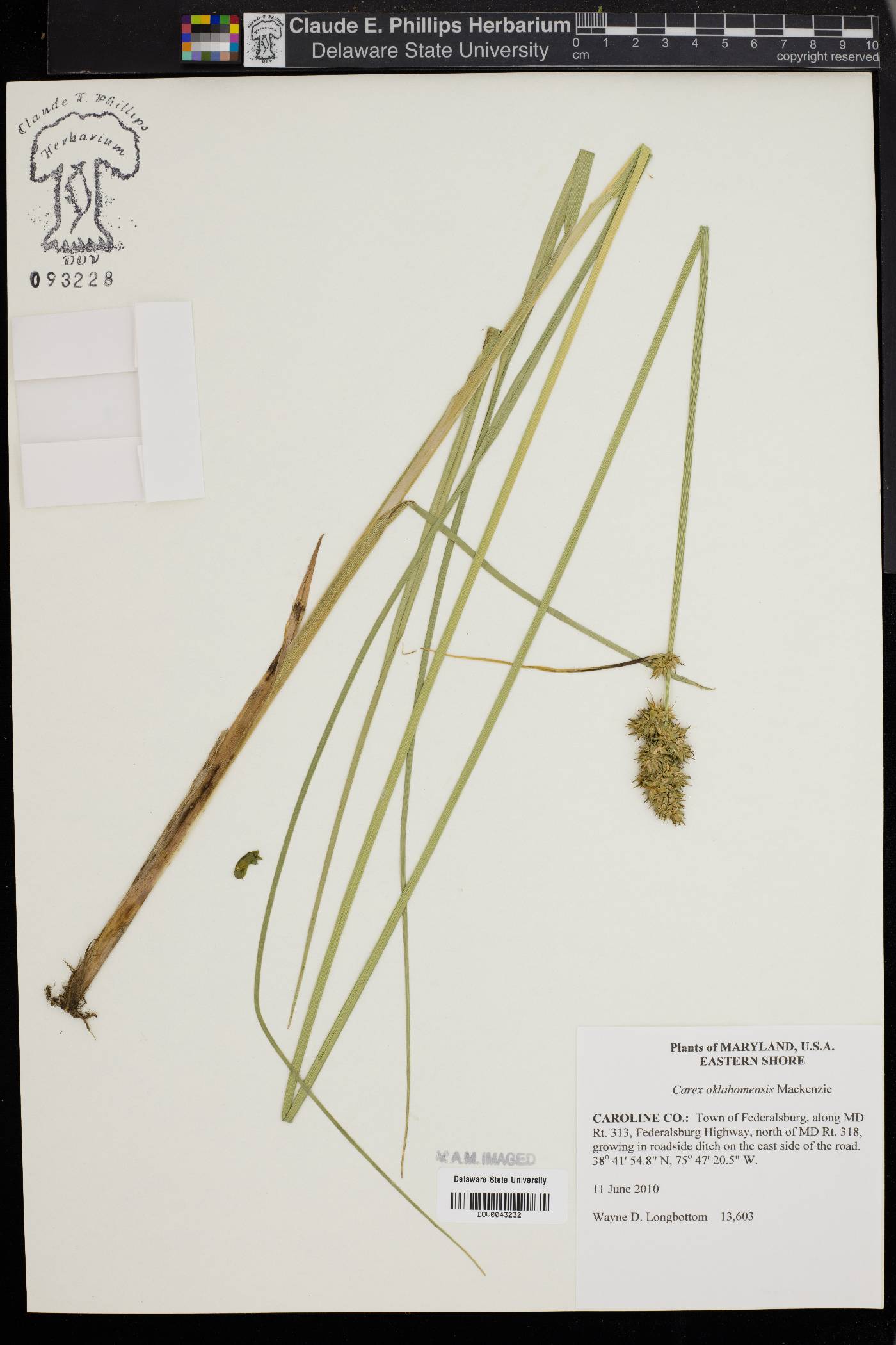 Carex oklahomensis image