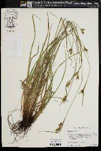 Carex pallescens image