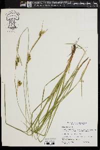 Carex pallescens image