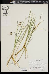 Carex magellanica image