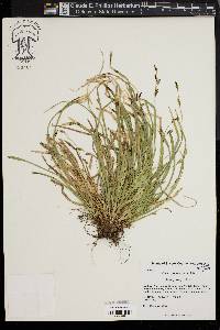 Carex pedunculata image