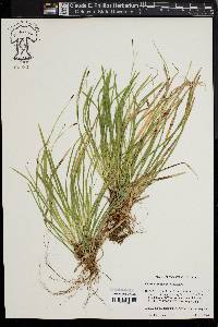 Carex pedunculata image