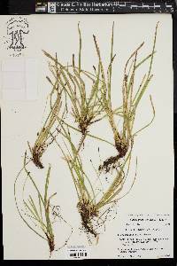 Carex pedunculata image