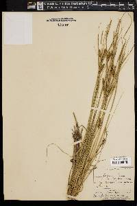 Image of Carex filiformis