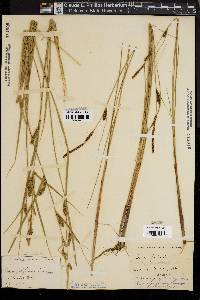 Carex filiformis image