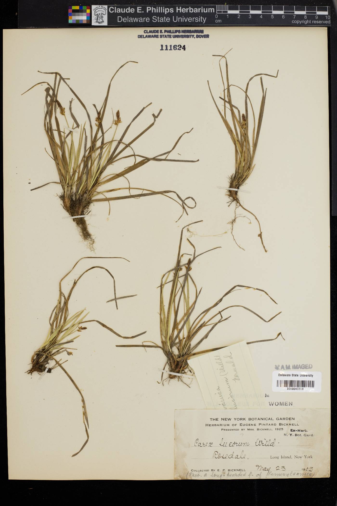 Carex lucorum image