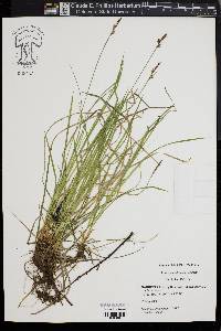 Carex pennsylvanica image