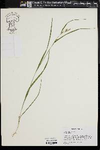 Carex planispicata image