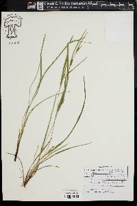 Carex planispicata image