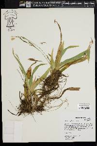 Carex platyphylla image