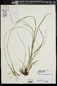 Carex prasina image