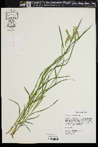 Carex prasina image