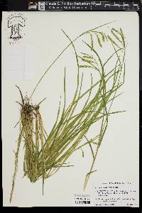 Carex prasina image