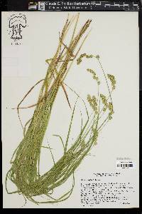Carex projecta image
