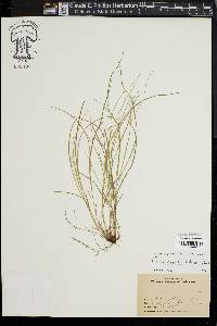 Carex radiata image