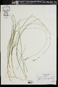 Carex radiata image